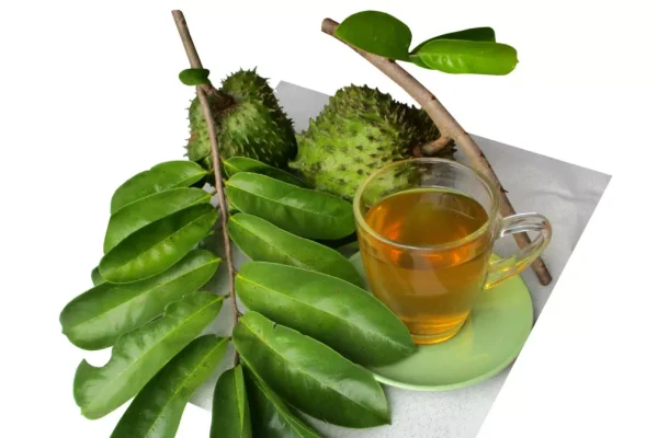 7 Herbal yang Bisa Membantu Kesehatan Kantong Empedu 7 Herbal yang Bisa Membantu Kesehatan Kantong Empedu