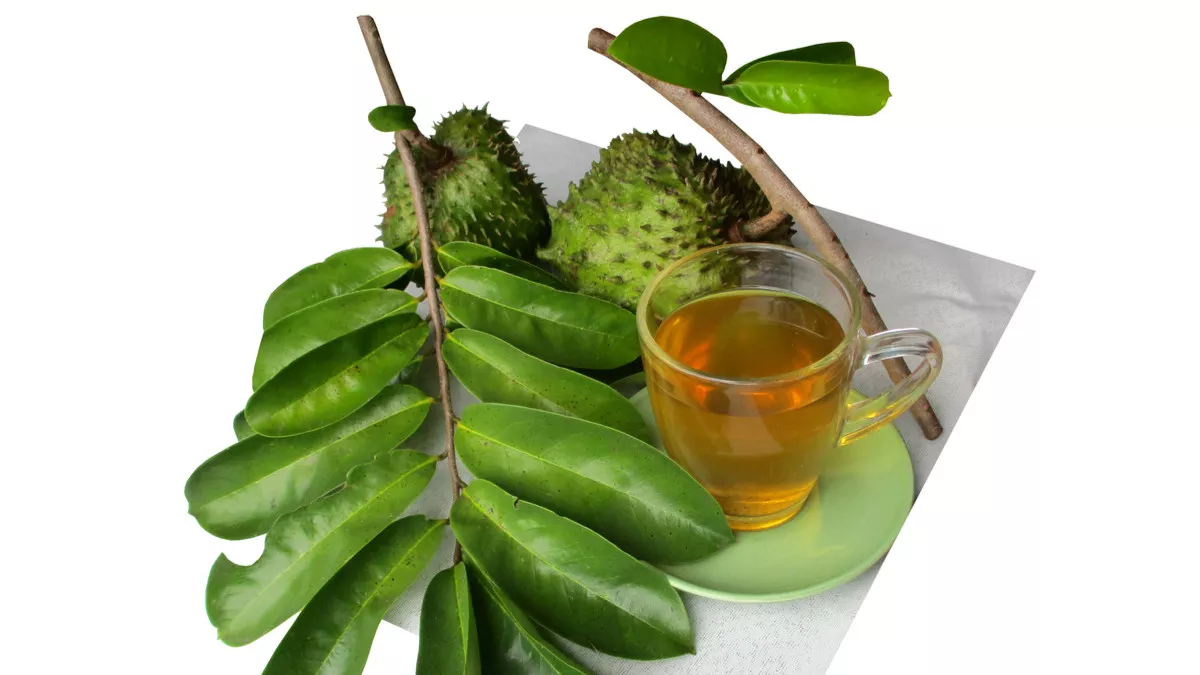 7 Herbal yang Bisa Membantu Kesehatan Kantong Empedu